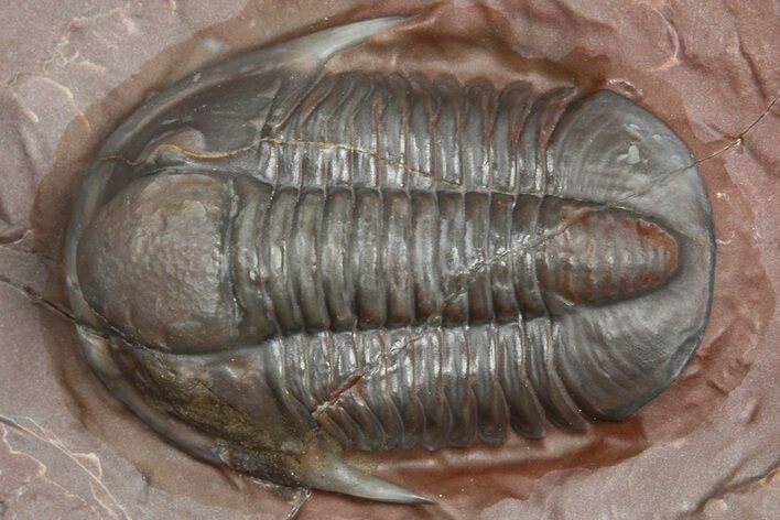 Colorful Proetid Trilobite - Jorf, Morocco #362846